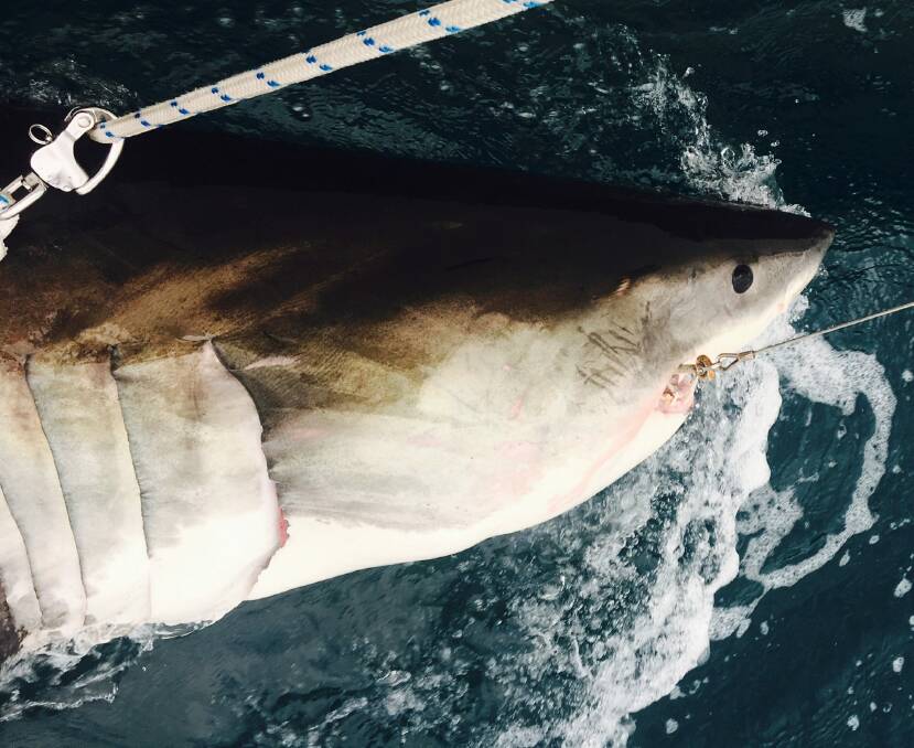 3.1 m shark caught on DPI SMART drum line near Evans Head in 2016 as part of the NSW government's $16m shark management strategy. Photo: Supplied
