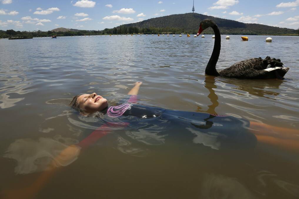 A black swan swims by as Tara Cannon, 8, from Duffy floats in Lake Burley Griffin at Yarralumla Beach. Photo: Jeffrey Chan