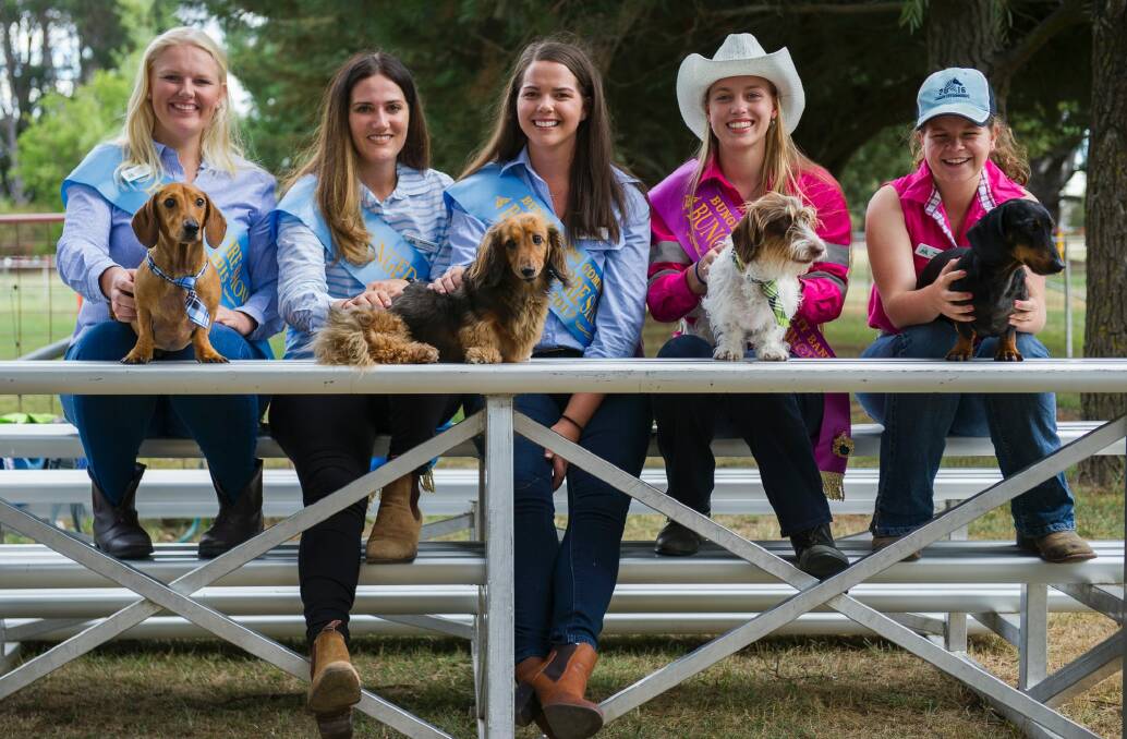 Bungendore's Ashley Meyer-Dilley, Steph Davies, Hanna Darmody, Laura Worden and Georgia Kinnane-Fort with dachshunds Thomas, Toffee, Rufus and Smudge who will be competing in wiener dash. Photo: Elesa Kurtz