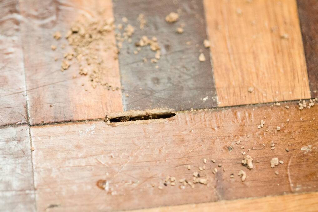 A Canberra pest controller was fined for failing to provide two homeowners with a termite certificate, meaning they could not sell their homes.