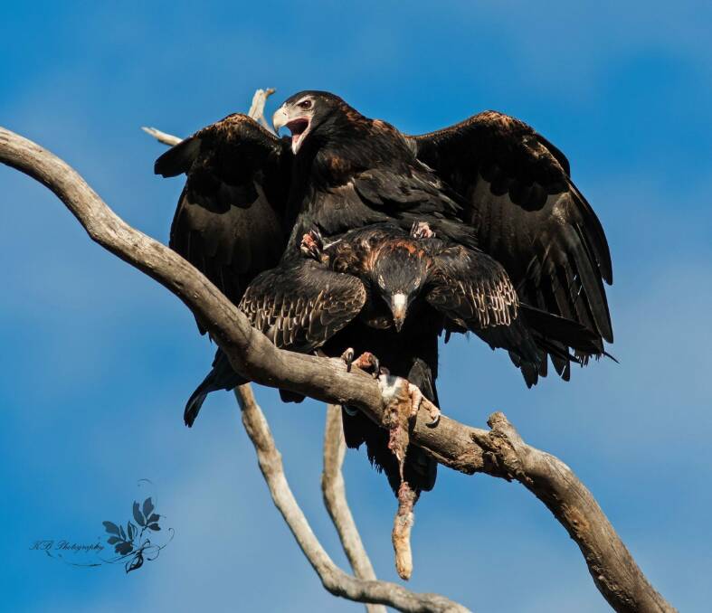 Copulating Wedge-tailed Eagles. Photo: KB Photography