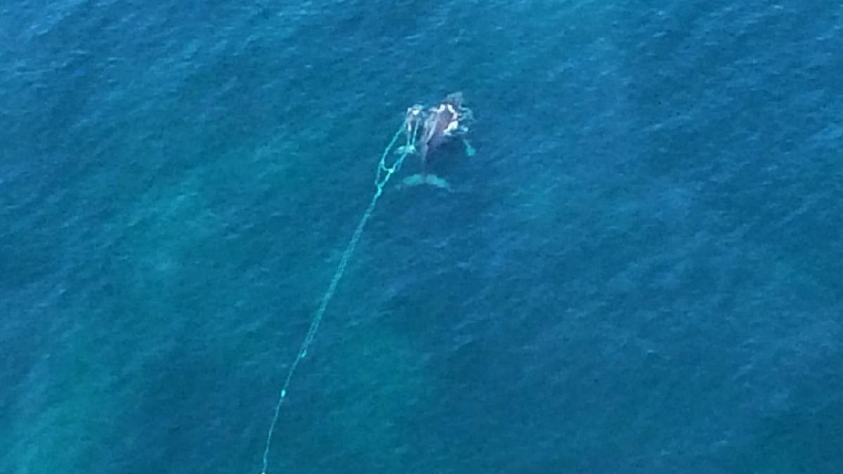 The calf after it got trapped in the net. Photo: Solar PV Commercial