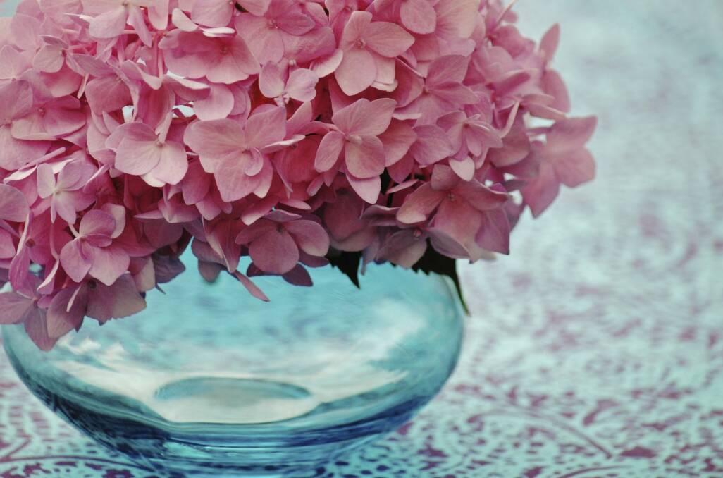 Pretty in pink: Hydrangeas always deliver a punch of summer colour.