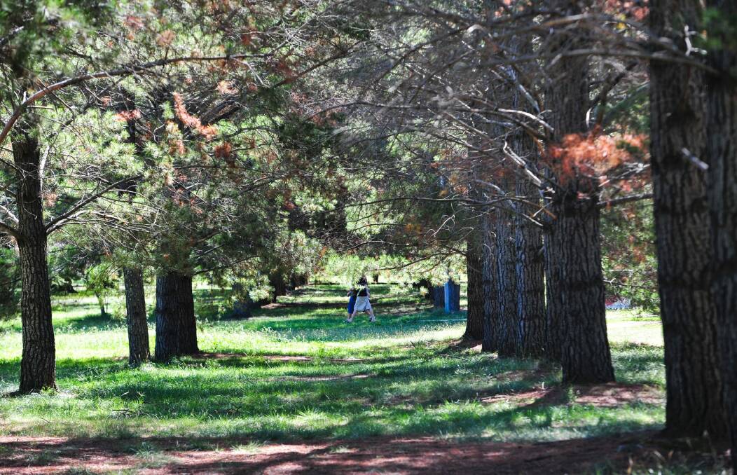It's a park heritage listed for its densely planted trees, but the heavily wooded areas considered uninviting and deter broad community use.  Photo: Melissa Adams
