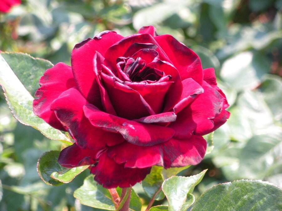 Tainted by war: German roses were a problem for Australian gardeners during World War I.