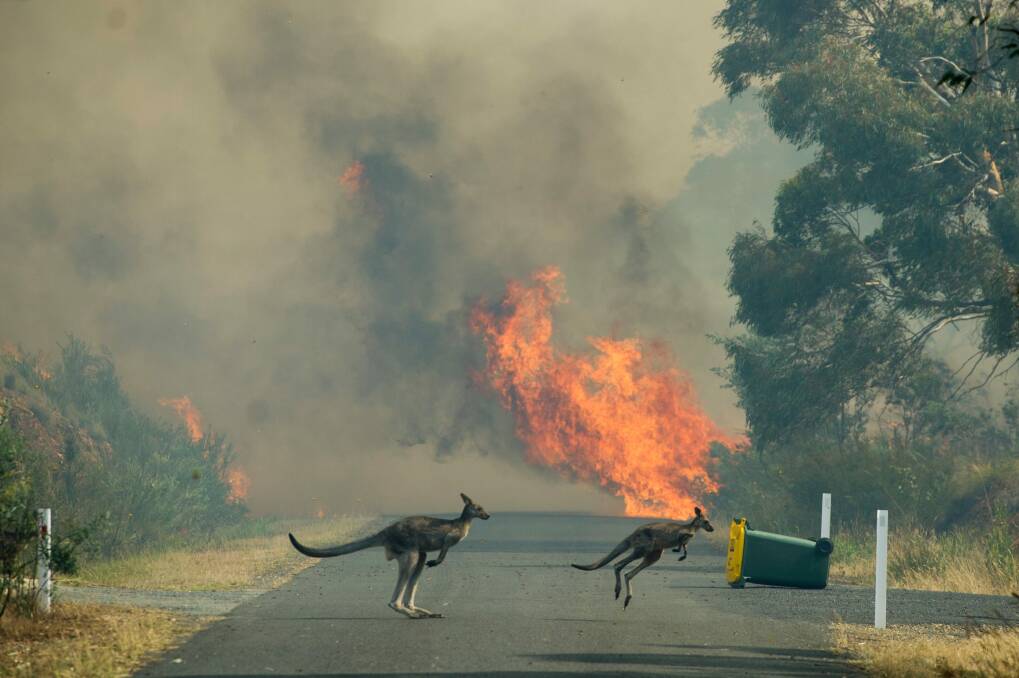 Wildlife flee the fast-moving bushfire. Photo: Jay Cronan