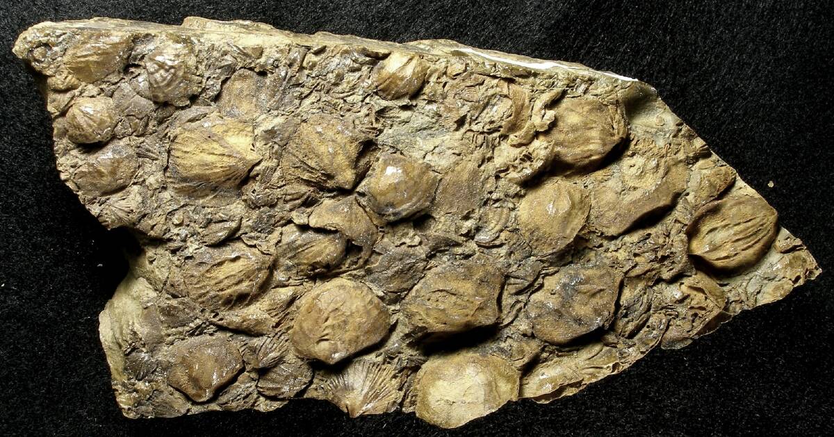 Part of 400 million year old fossils salvaged from rock discarded during bridge works several years ago over Woolshed Creek and now on display at Geoscience Australia.  Photo: Geoscience Australia