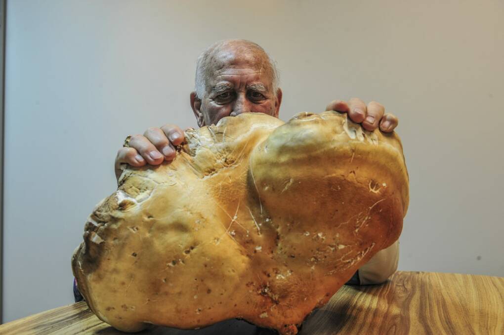 Antonio D'Ambrosio has plans for his 4.5kg mushroom. Photo: Karleen Minney