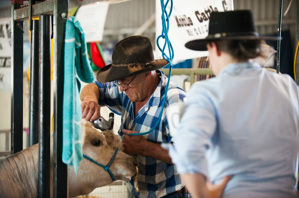 Cattle fitter Bert Barrass prepares heifer Weethalle Lotus for judging at the Canberra Show. Photo: Elesa Kurtz