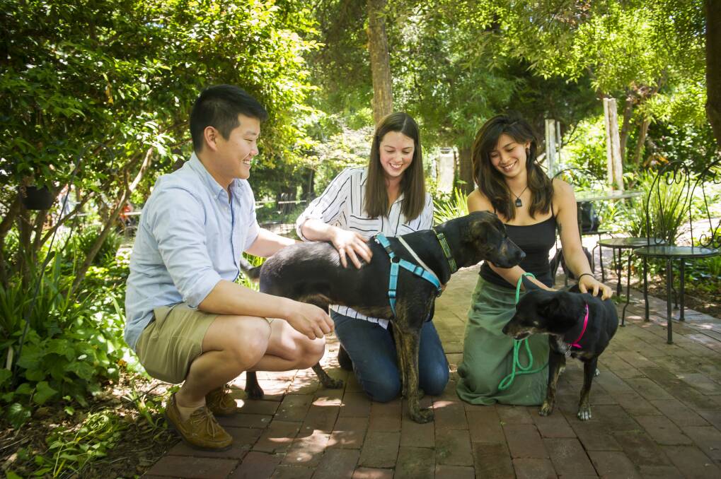Alex Chow and Natalie Tegtman with their adopted dog Jake and Victoria Jong with her adopted dog Nala. Nala and Jake are both ACT Rescue and Foster’s 3000th adopted dog. Photo: Elesa Kurtz