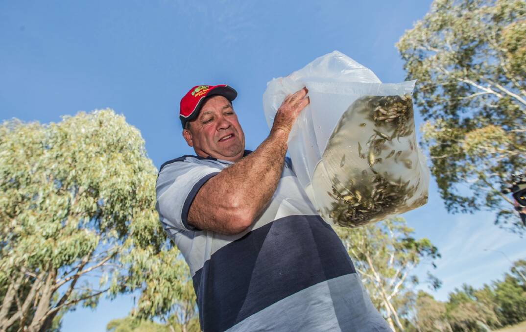 Murray Darling fisheries hatchery owner Noel Penfold releases Murray cod and golden perch into the Upper Stranger Pond in Monash. Photo: karleen minney