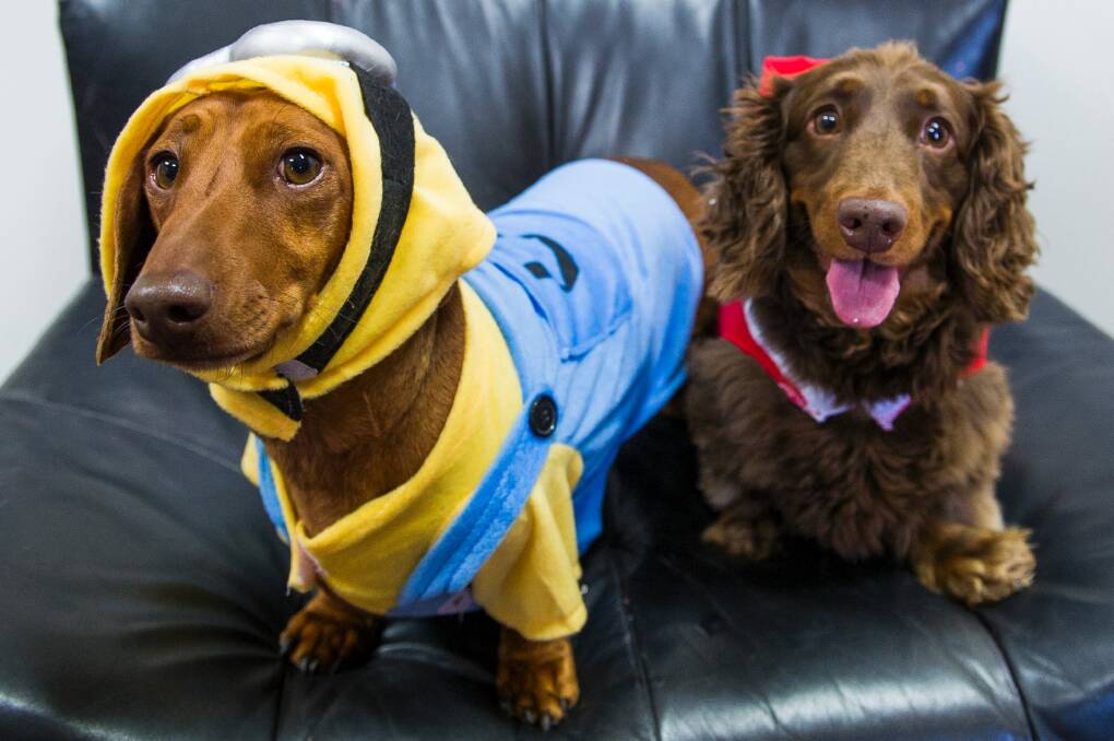 Biscuit and Archie will be part of the Dachshund racing in the city this Sunday. Photo: Elesa Kurtz