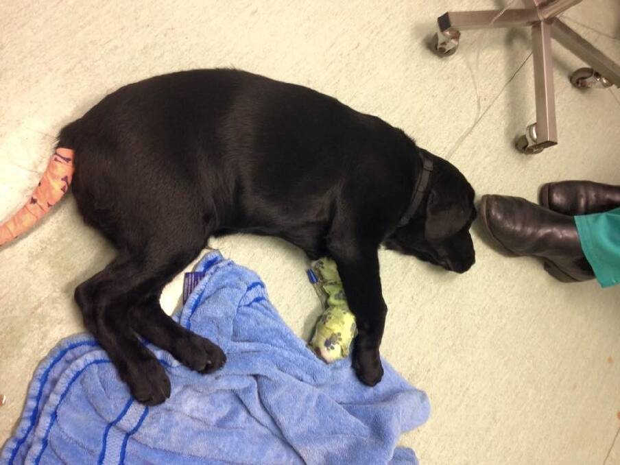 Bruce the Labrador puppy fights for his life after eating suspected death cap mushrooms. Photo: Ben Jausnik