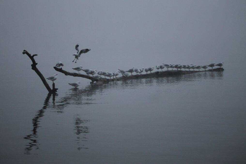 Seagulls perch on a floating log, waiting for the morning fog to clear at Kingston Foreshore. Photo: Anthony Croke