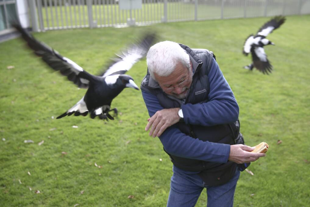 Magpies attack photographer Ray Strange while he eats a hotdog in a Parliament House courtyard in 2014. Photo: Alex Ellinghausen