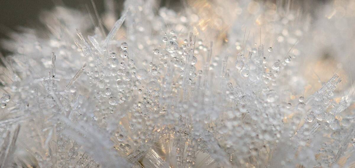 Frost on an otherwise fluffy dandelion head. Photo: Ian Houghton