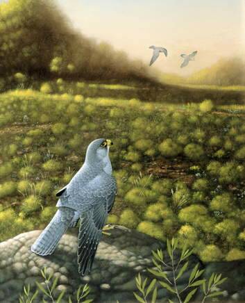 <I>Grey Falcon</I> by Peter Slater.