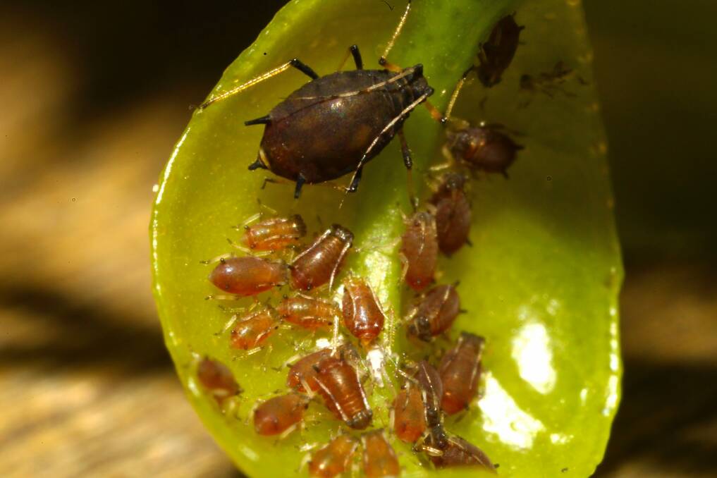 Many pests use the time to turn from one state into another - i.e. see winter out either as a cocoon or eggs.