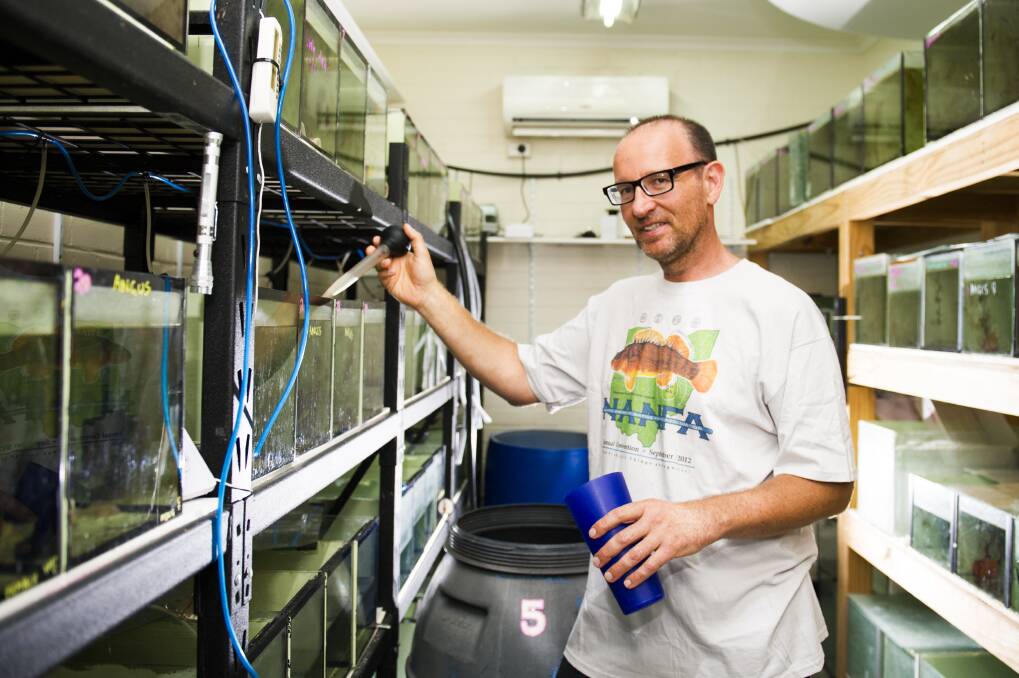 University of Canberra research fellow Dr Peter Unmack with carp gudgeon species at the university's Institute for Applied Ecology. Photo: Dion Georgopoulos