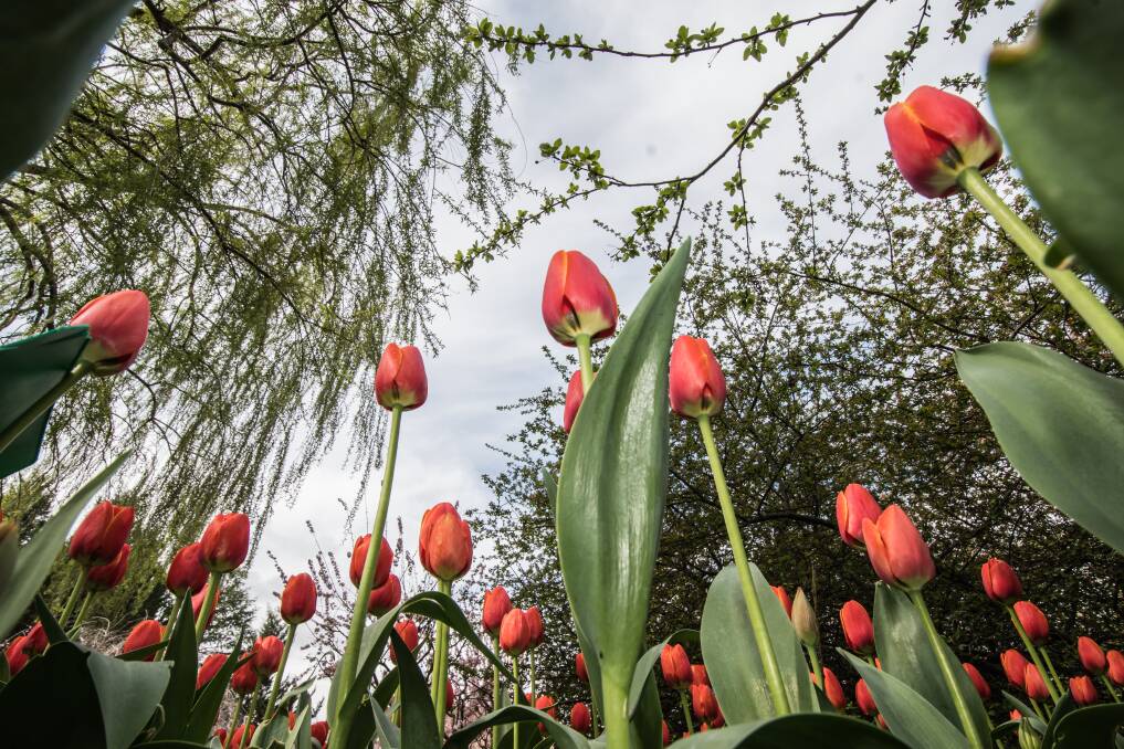 Tulip top gardens bursting with colour in spring.  Photo: Karleen Minney
