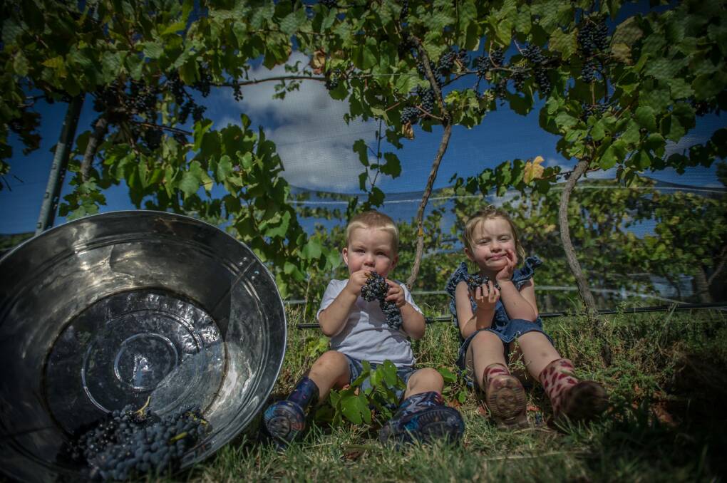 Eloise, 3, and Ryley McDougall, 1, pick some grapes at Summerhill Road Vineyard. Photo: karleen minney