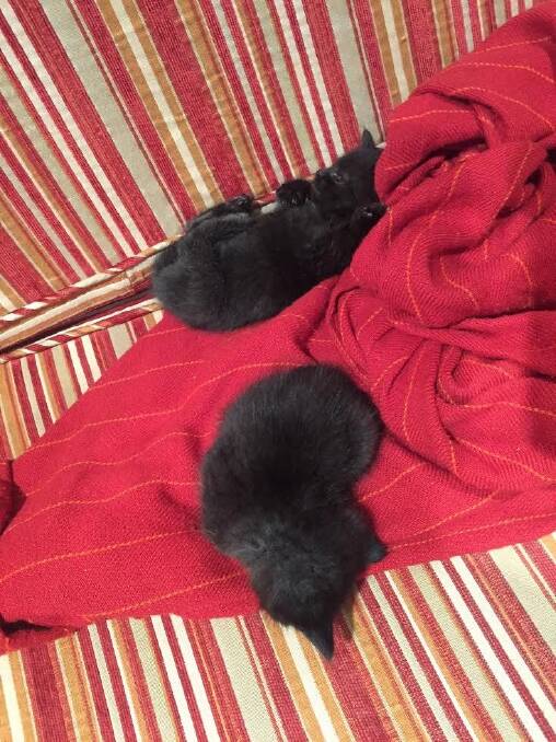 The kittens were unharmed and are being cared for. Photo: Supplied