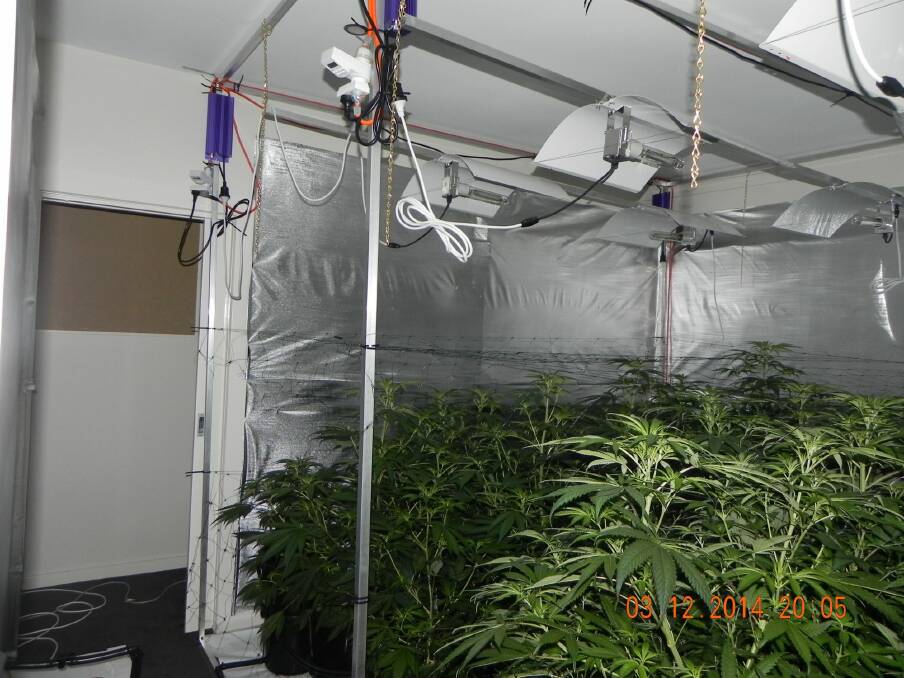Cannabis plants police found in a Forde home Photo: ACT Policing