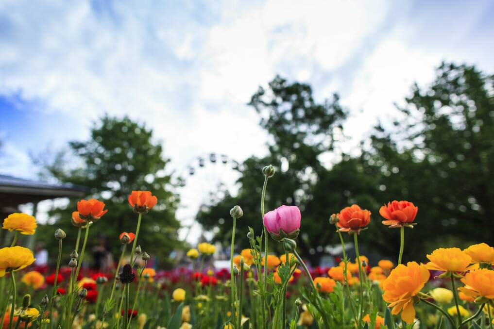Floriade is one of Canberra's biggest tourism events. Photo: Jo Bakas