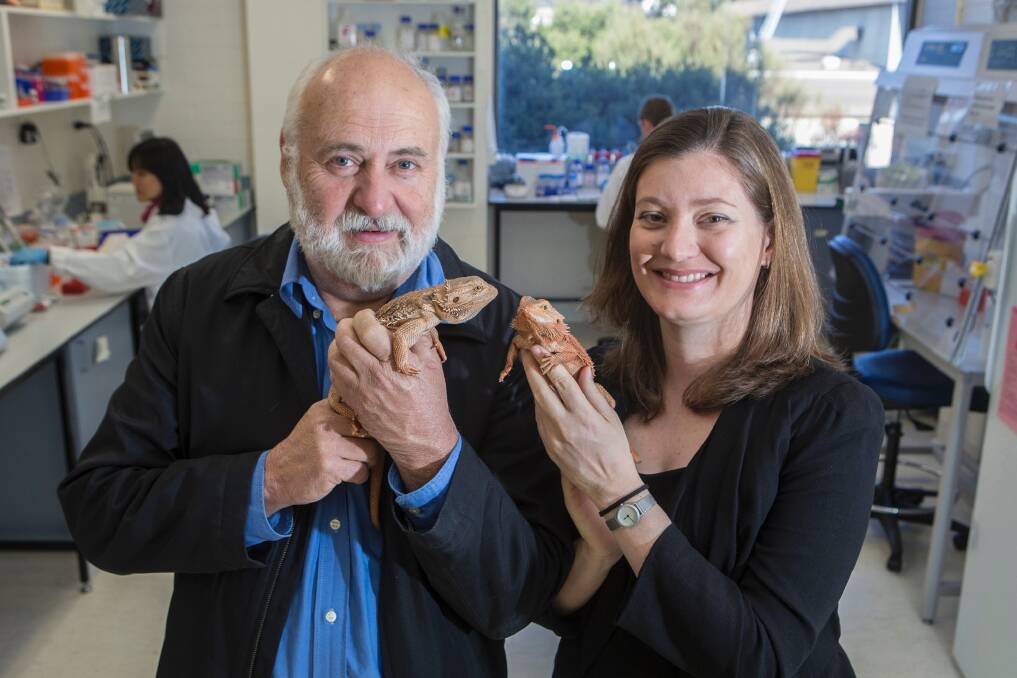 Bearded dragons with Dr Clare Holleley with University of Canberra Professor Arthur Georges. Photo: University of Canberra