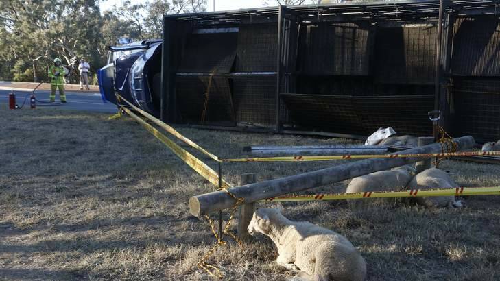 Injured sheep next to a truck that rolled over on Fairburn Avenue in Campbell. Photo: Jeffrey Chan