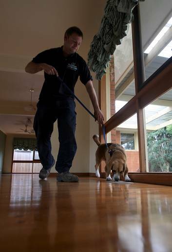 The nose knows: Bluey with his handler Andrew inspecting a Frankston house. Photo: Ken Irwin