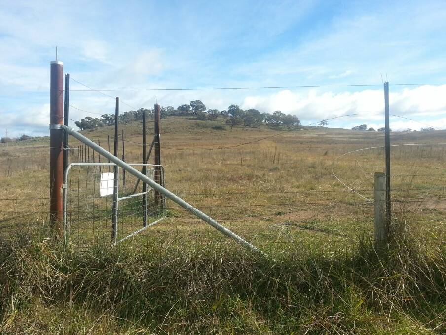 A section of fence cut open at Jerrabomberra Grassland West Nature Reserve.