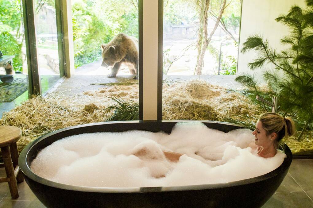 The bathroom in the Jungle Bungalow looks out into the bear enclosure. Photo: Jay Cronan