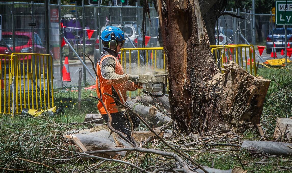 Tree removal begins on Northbourne Avenue on Monday to make way for the light rail. Photo: karleen Minney
