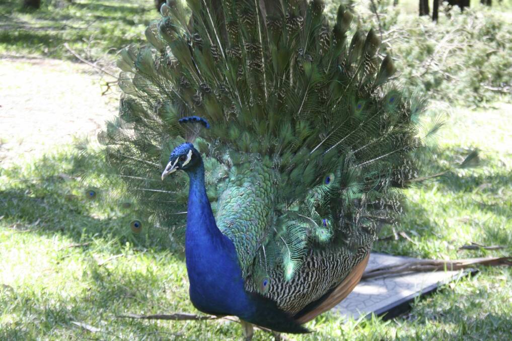 A peacock at Taronga Plains Zoo, Dubbo. It was one of eight peafowl relocated from Narrabundah in 2013. Photo: Supplied