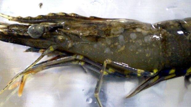 White spot disease has already been found in Queensland's Logan and Albert rivers. Photo: Queensland Department of Agriculture and Fisheries