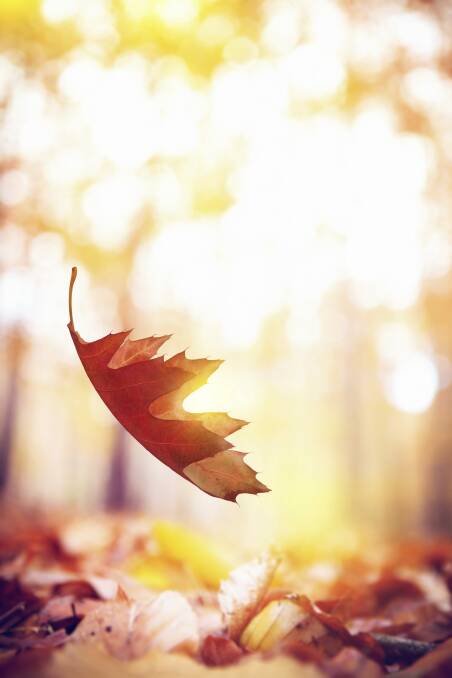Falling autumn leaves. Photo: supplied