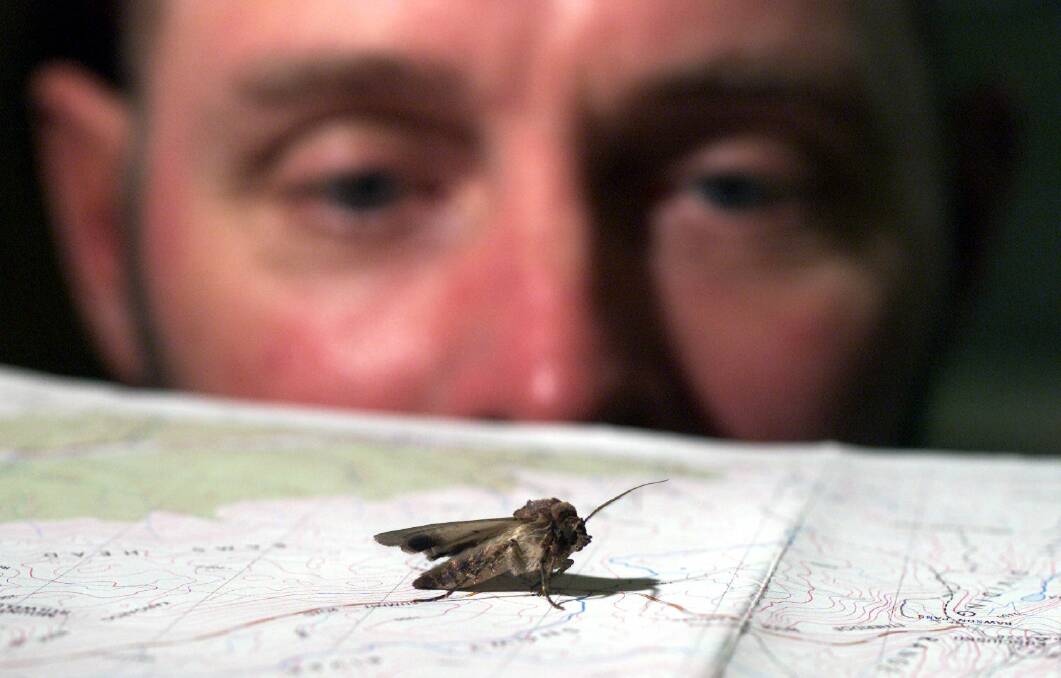 Dr Ken Green looking at Bogong moth in 2001.  Photo: Fairfax Media