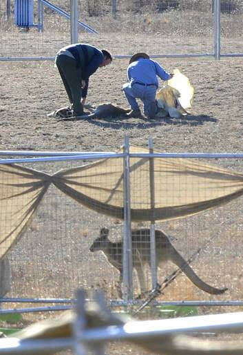 A kangaroo escapes the killing pen at Belconnen in 2008. Photo: Alan Porritt