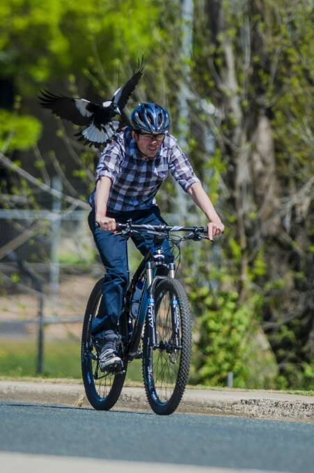 Former Canberra Times photographer Jay Cronan getting swooped by a magpie.  Photo: Jamila Toderas