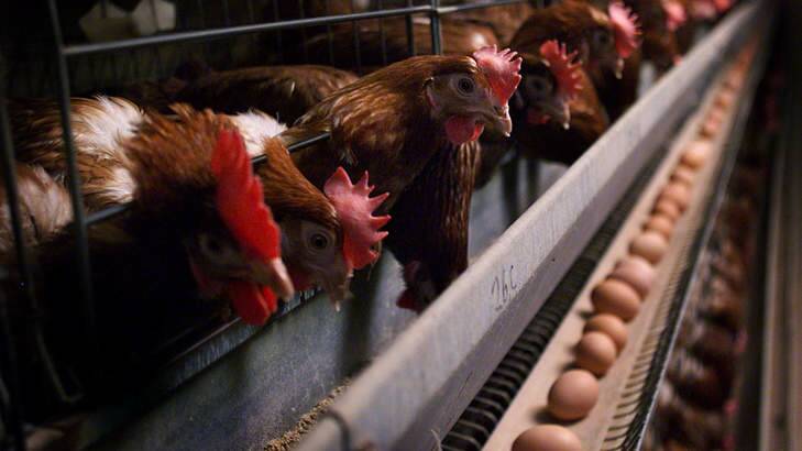 Battery hens. Photo: Wayne Taylor
