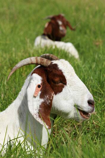The RSPCA adopted out a goat as a companion animal. <i>File</i> Photo: Orlando Chiodo