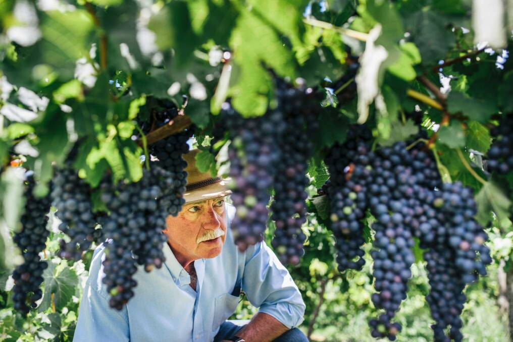 John Leyshon, president of the Canberra District Wine Industry Association, said winemakers are dependant on seasonal labour. Photo: Rohan Thomson