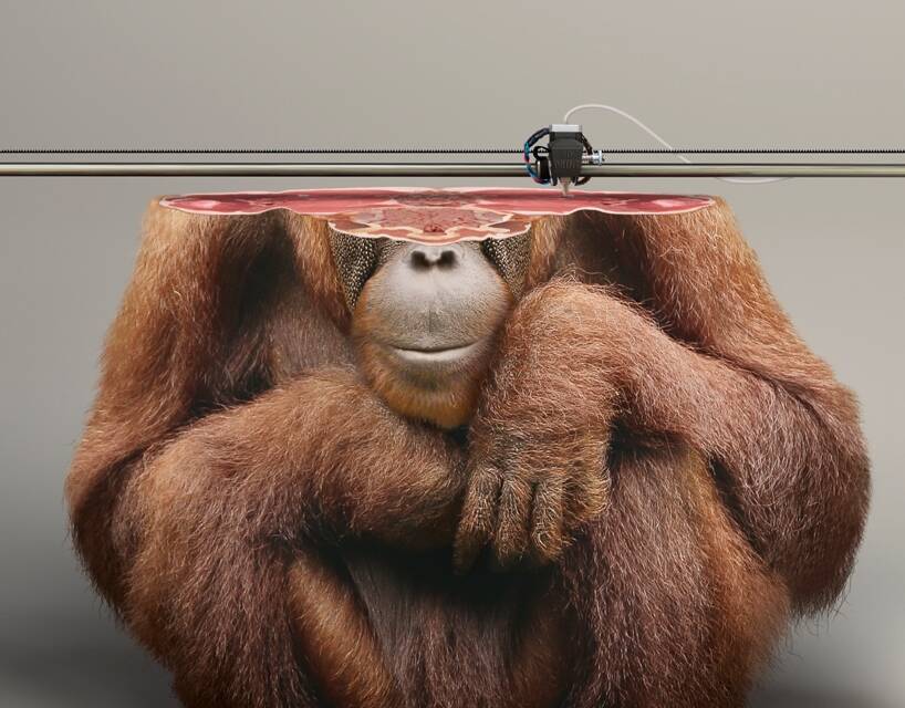 If only they were this easy to reproduce. A 3D printer makes a new orang-utan. Photo: designboom