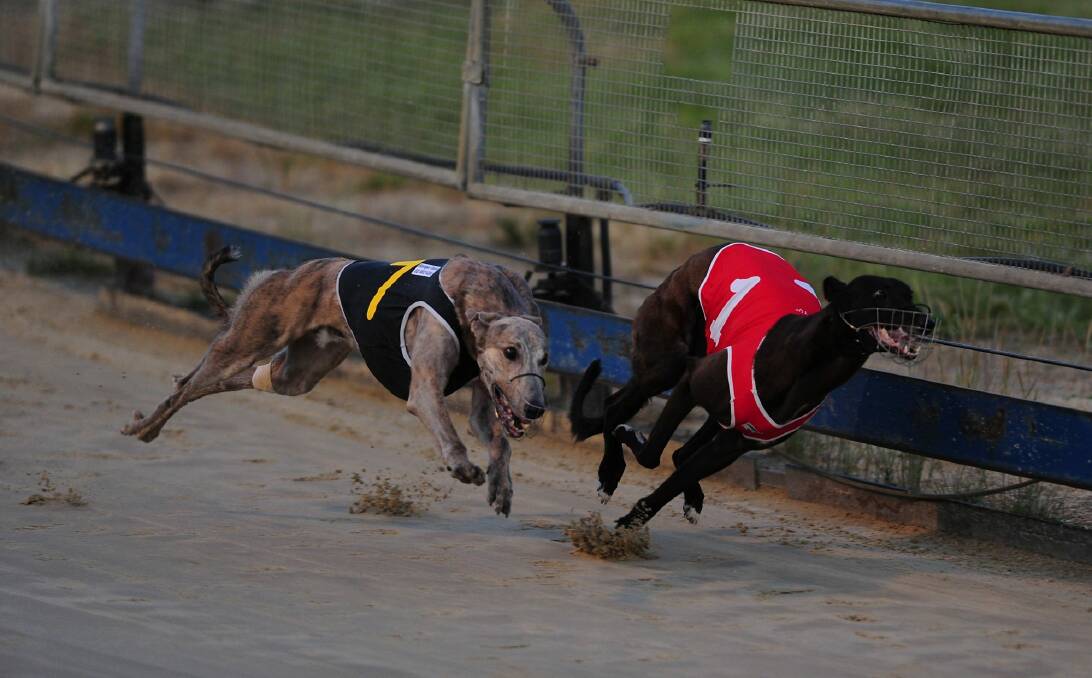 Greyhound racing is to be banned in the ACT. Photo: Melissa Adams