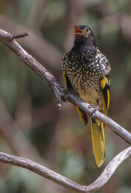 The Australian regent honeyeater is at extreme risk. Photo: Supplied