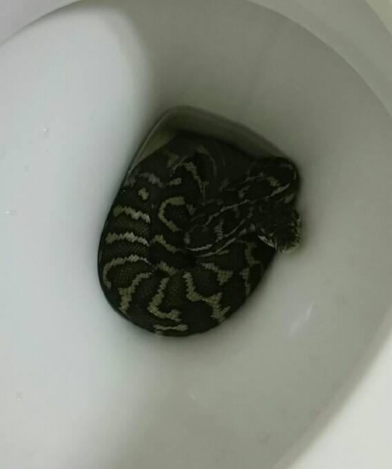A carpet python, which bit Canberra woman Helen Richards, in the toilet at Mrs Richards' sister-in-law's home in Brisbane. Photo: Helen Richards