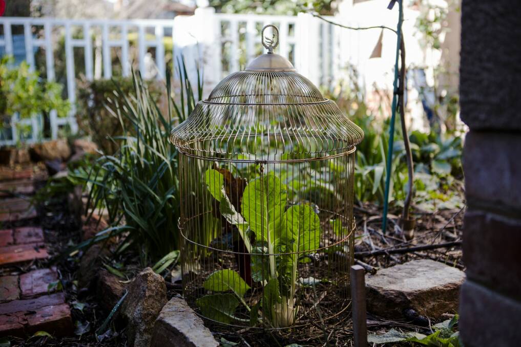 Michele England's potager-style garden at Braddon.  Photo: Jamila Toderas