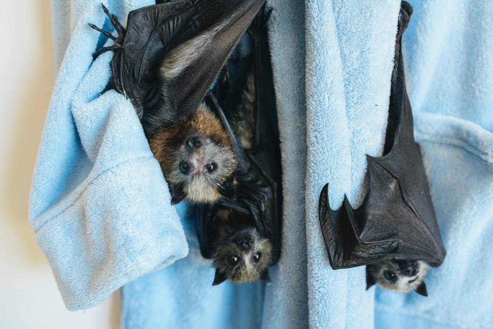 Hanging out on someone's dressing gown was not the start ACT Wildlife imagined for these young flying foxes Photo: Rohan Thomson