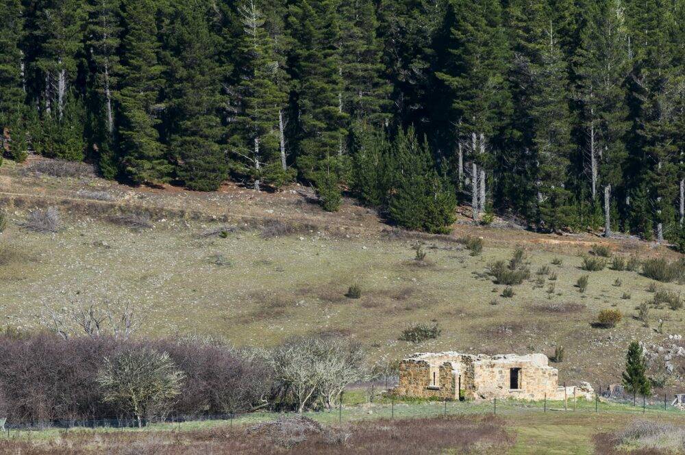 The old homestead and orchard near Kowen Forest. Photo: Rohan Thomson